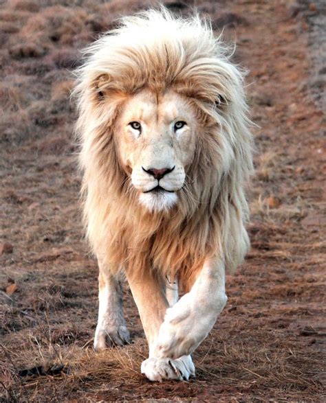 Related image | Lions photos, Lion images, Majestic animals