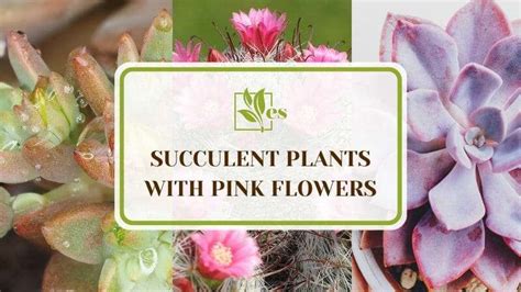 11 Succulent Plants With Pink Flowers To Brighten Any Garden