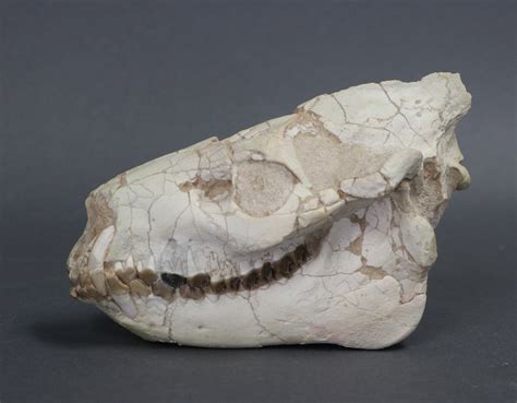 Oreodont Skull for Sale - 7.5 inches – Fossil Realm