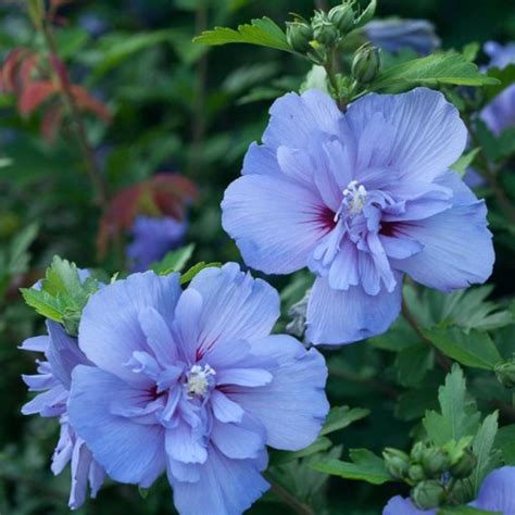 Differentiating and Caring for the Rose of Sharon Hibiscus | Dengarden