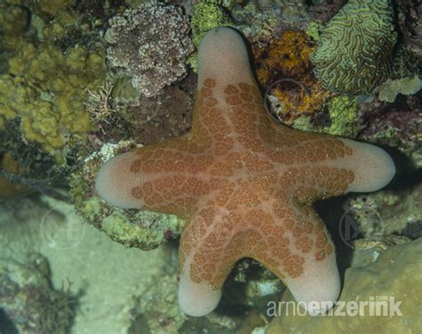 Granulated sea star on the ocean floor - a photo on Flickriver