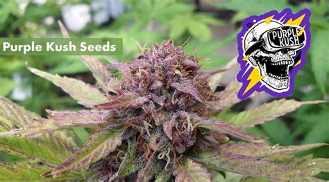 Where to Buy the Best Purple Kush Seeds Online - 10Buds