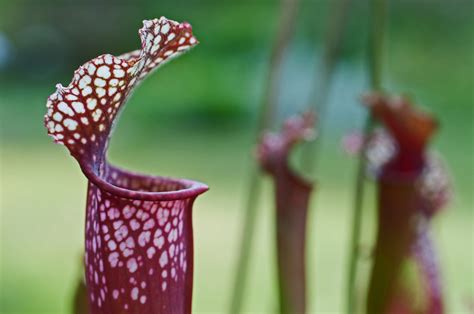 Mt. Cuba Center | Create A Mini Bog Garden - Mt. Cuba Center