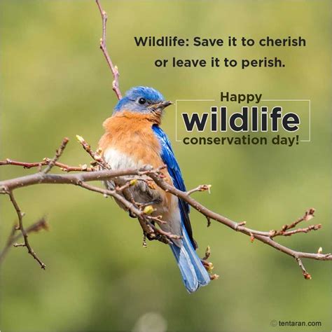 Happy world wildlife conservation day quotes 2020, images, poster ...