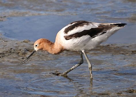 American Avocet "Recurvirostra americana" | Boreal Songbird Initiative