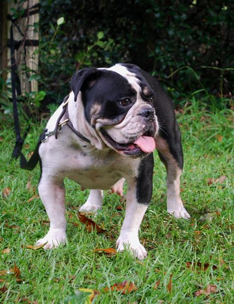 Black Tri Olde English Bulldogge Puppies For Sale