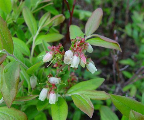 Vaccinium corymbosum (highbush blueberry): Go Botany