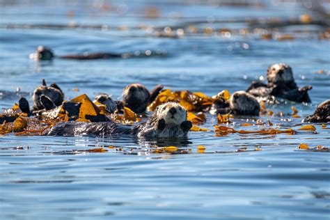 New study shows sea otters helped prevent widespread California kelp forest declines over the ...