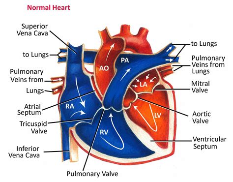 Labeled Diagram Of The Heart And Blood Flow | MedicineBTG.com