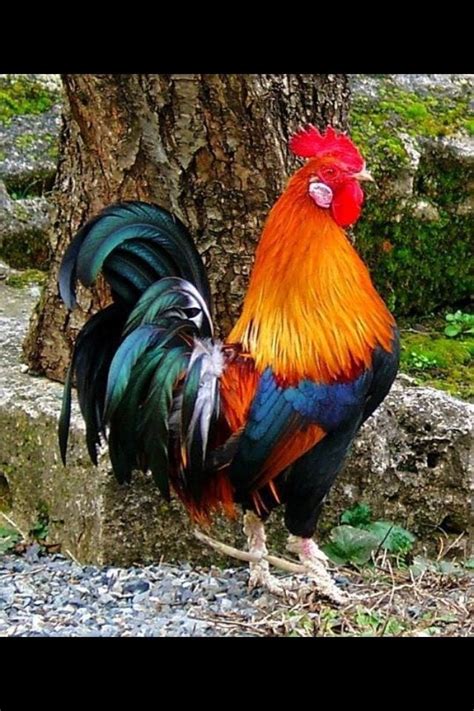 Most Colorful Rooster? | Page 3 | BackYard Chickens - Learn How to Raise Chickens