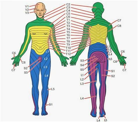 What And Where Are Dermatomes? – Carolina Pain Scrambler Center