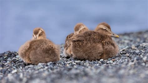 eider ducklings power napping at Jökulsárlón | Sabine Groel-Koch | Flickr