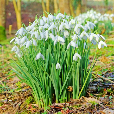 Single Snowdrop Bulbs – Galanthus Nivalis – In The Green - Woodland Bulbs