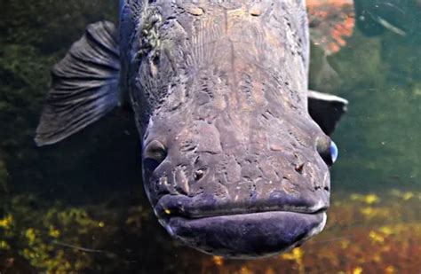 Arapaima - Description, Habitat, Image, Diet, and Interesting Facts