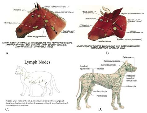 anatomical location of animal lymph node. A: Horse; B: Cattle; C: cat ...