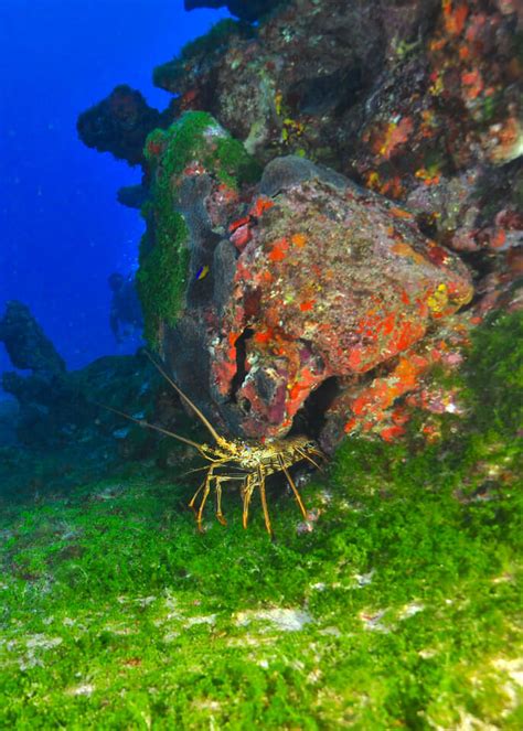 Best diving in Fernando de Noronha, Brazil - Travelling Contessa