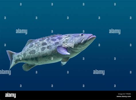 Giant grouper hi-res stock photography and images - Alamy