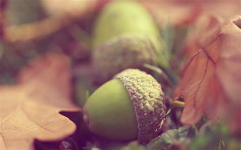 Download Leaf Nature Acorn HD Wallpaper