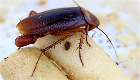 Do Cockroaches Lay Eggs When Killed? - All About Roaches