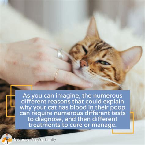 Why is There Blood in Your Cat’s Poop: Should You Worry? — Our Pets Health