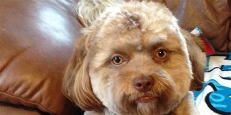 Why This Viral Dog's Face Looks Human, According to Science | Inverse