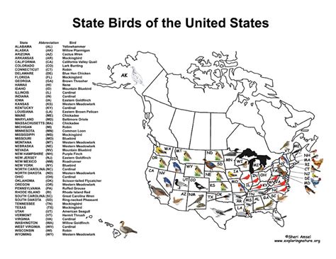 State Birds -- Exploring Nature Educational Resource