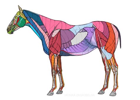 Horse Anatomy Skeleton