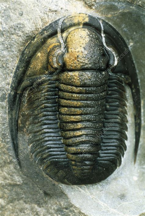 Trilobite fossil - Stock Image - E442/0503 - Science Photo Library