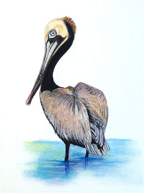 Brown Pelican Drawing at GetDrawings | Free download