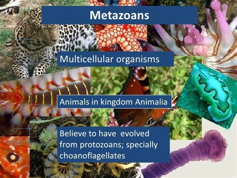 Introductionto metazoa 2012