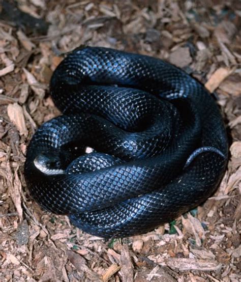 A Hillbilly Guide to Snakes: The Western Rat Snake - HubPages