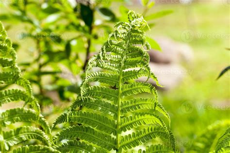 Green leaf of Fern 9511832 Stock Photo at Vecteezy