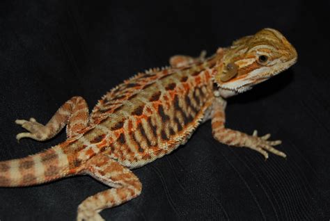 Female Red Tiger UK Leatherback Bearded Dragon -Birmingham - Reptile Forums