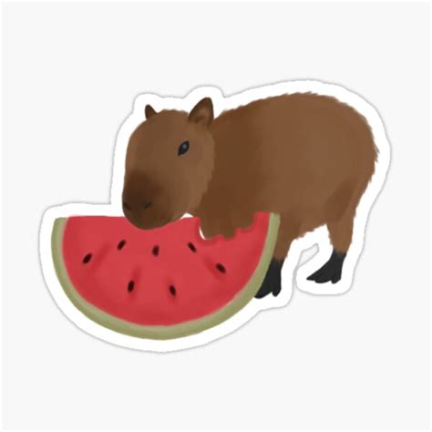 "Capybara eating watermelon" Sticker for Sale by SummerSnowArt | Redbubble