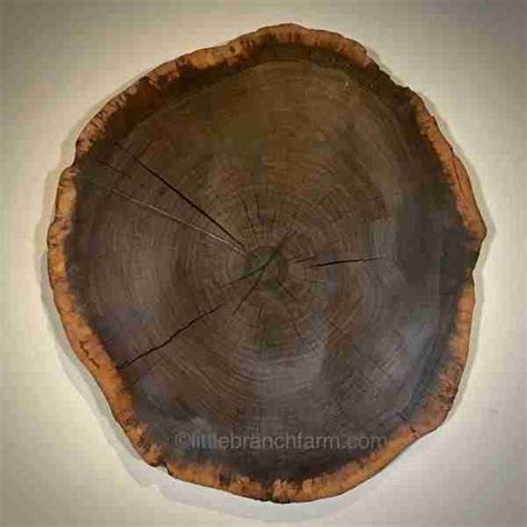 Wood Slab Wall Art 101 | Littlebranch Farm