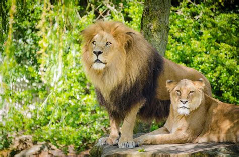 Les Lions Photo stock libre - Public Domain Pictures