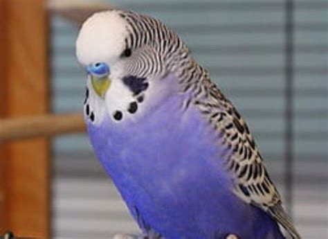 Purple (Violet) Parakeet (Complete Profile) - imparrot