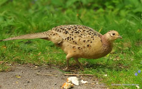 A & T Birding: Close Up of the Female Pheasant.