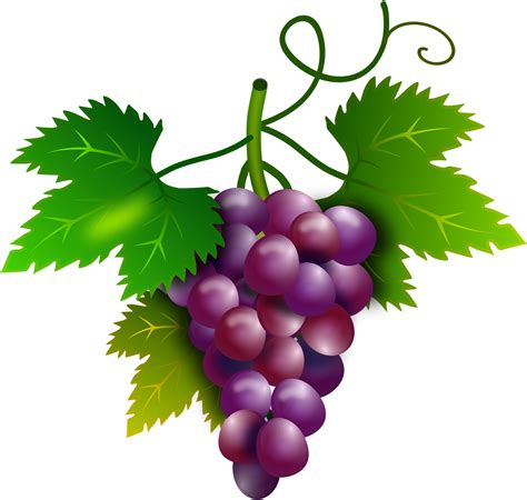 Grapes Clipart Purple Food - Cacho De Uva Png Transparent Png - Full Size Clipart (#886331 ...