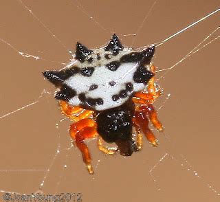 South African Photographs: Kite spiders