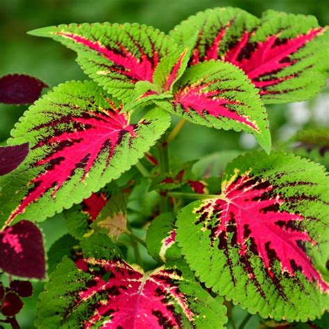 14 Coleus Varieties for the Shade Garden | Shade garden, Plants grown ...