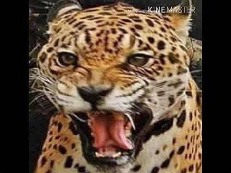 Jaguar Roar 🐆 🔊 - YouTube