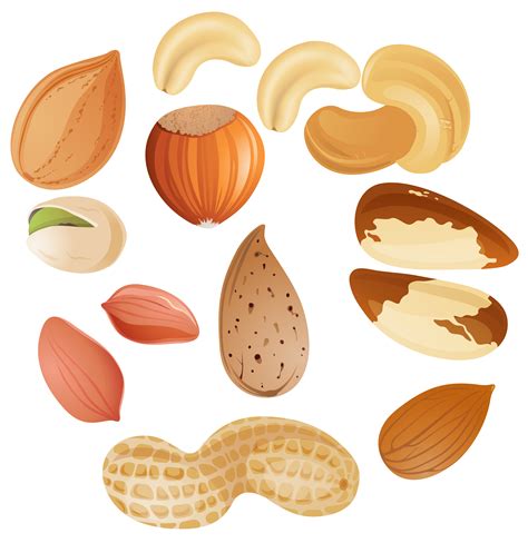 Free Nuts Cliparts, Download Free Nuts Cliparts png images, Free ClipArts on Clipart Library