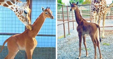 A Once-In-A-Lifetime Baby: Giraffe Born With No Spots At Tennessee Zoo ...