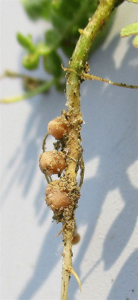 Rhizobium leguminosarum – Plant Parasites of Europe