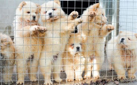 Pet shops to be banned from selling puppies