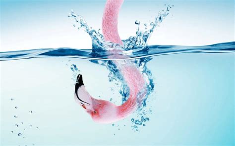 Flamingo Laptop Wallpapers - Top Free Flamingo Laptop Backgrounds ...