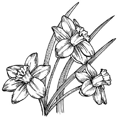 How to Draw a Daffodil | HowStuffWorks