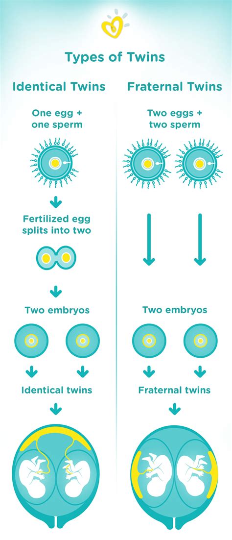 Types of Twins: Fraternal, Identical, and More