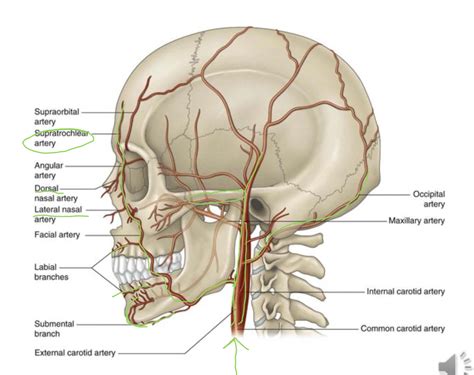 Occipital Artery Branches